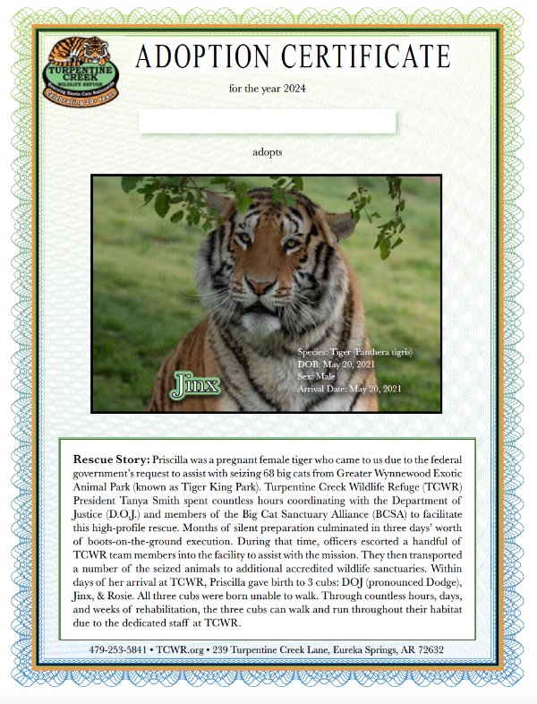 Jinx Tiger Adoption