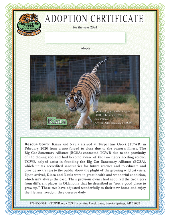Kiara Tiger Adoption