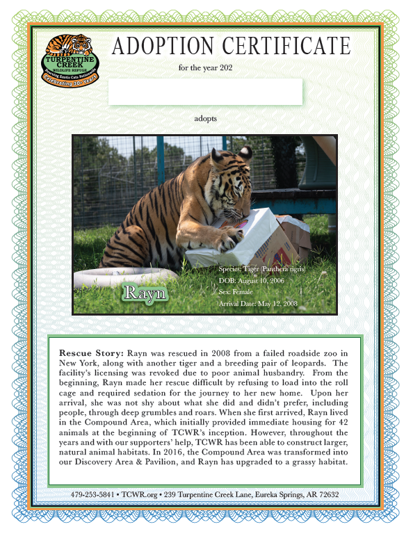 Rayn Tiger Adoption