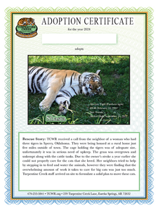 Shasta Tiger Adoption