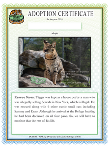 Tigger Savannah Cat Adoption