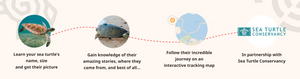 Fahlo Track a Sea Turtle Journey Bracelet