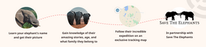 Fahlo Track an Elephant Expedition Bracelet