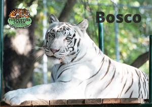 In Memory of Bosco Tiger Photo Magnet