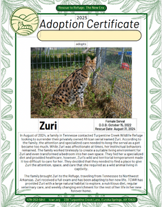 Zuri Serval Adoption