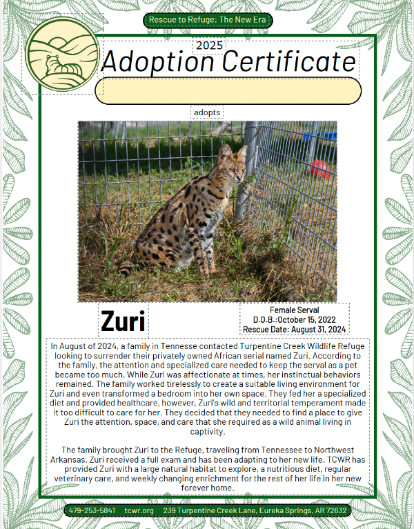 Zuri Serval Adoption