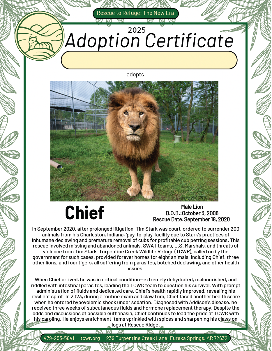 Chief Lion Adoption