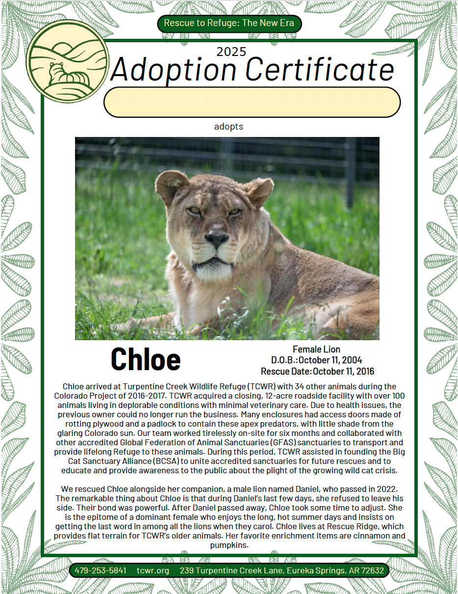 Chloe Lion Adoption