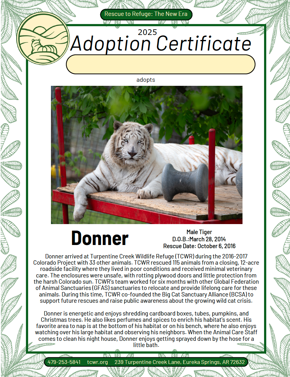 Donner Tiger Adoption