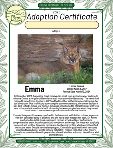 Emma Caracal Adoption