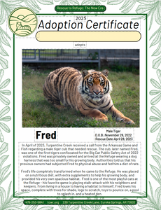 Fred Tiger Adoption