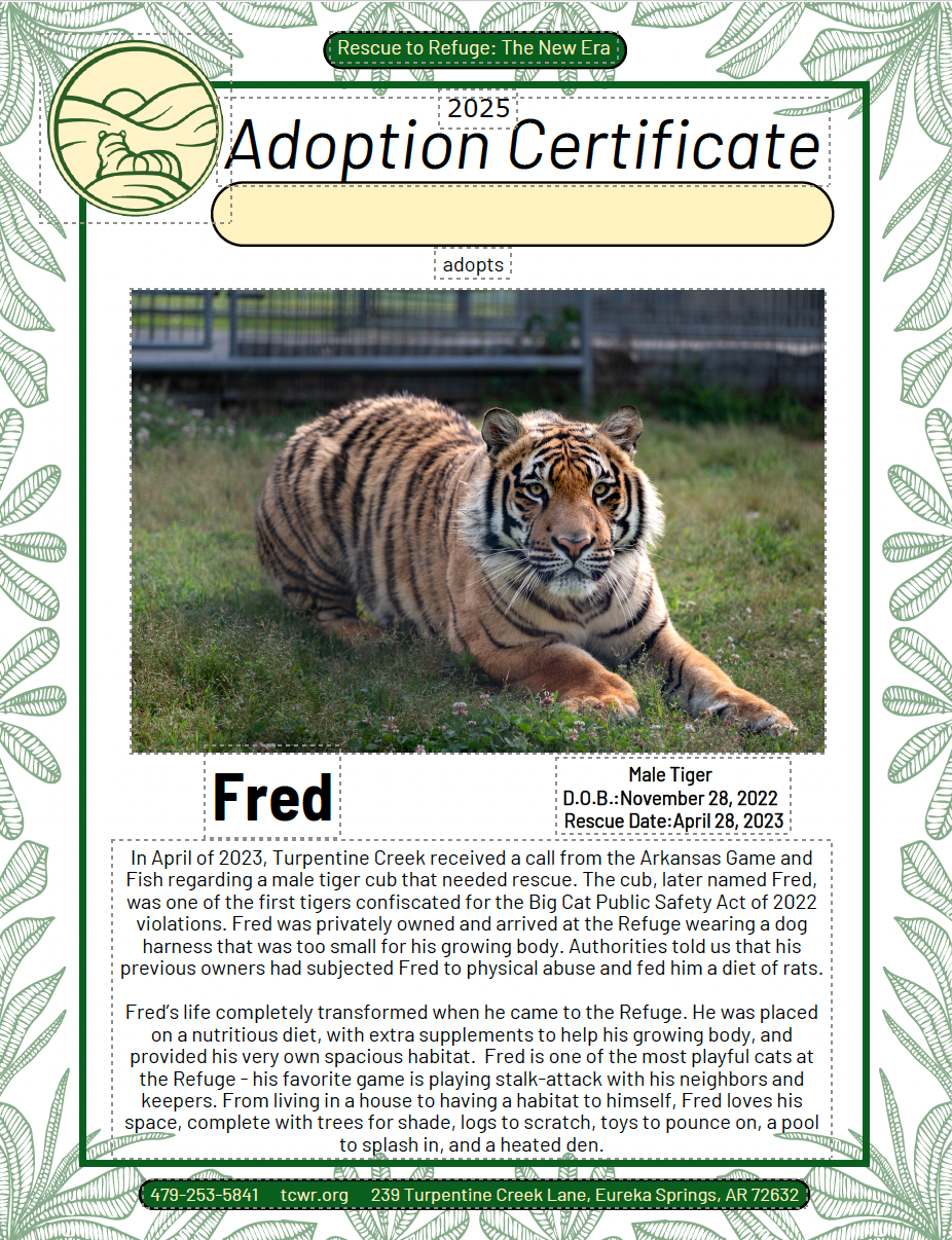 Fred Tiger Adoption