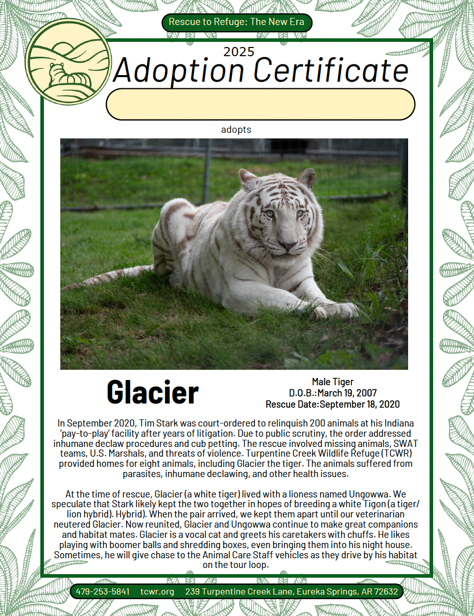 Glacier Tiger Adoption