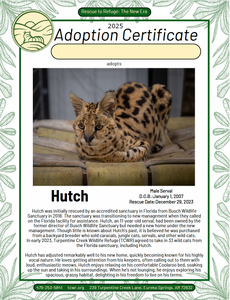 Hutch Serval Adoption