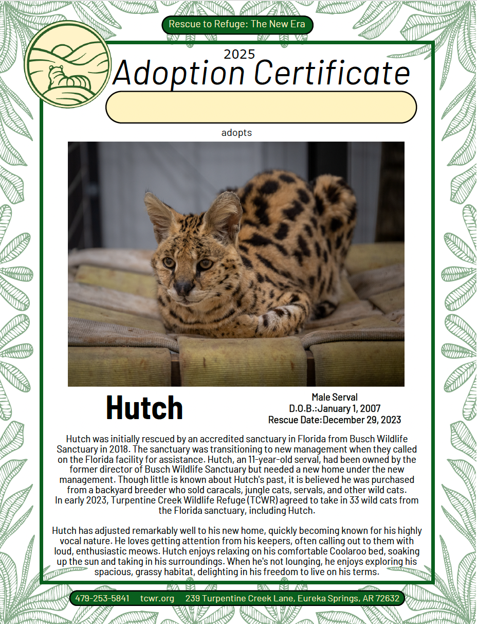 Hutch Serval Adoption