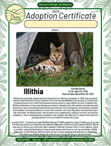 Illithia Serval Adoption