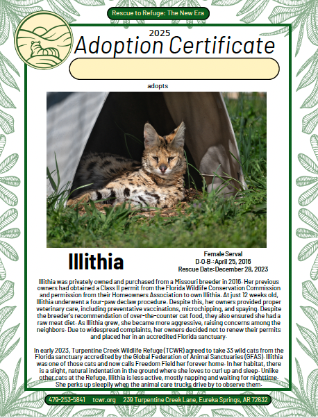 Illithia Serval Adoption