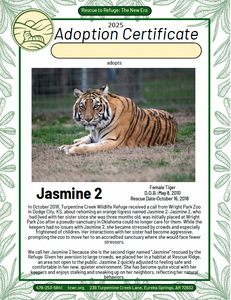 Jasmine 2 Tiger Adoption