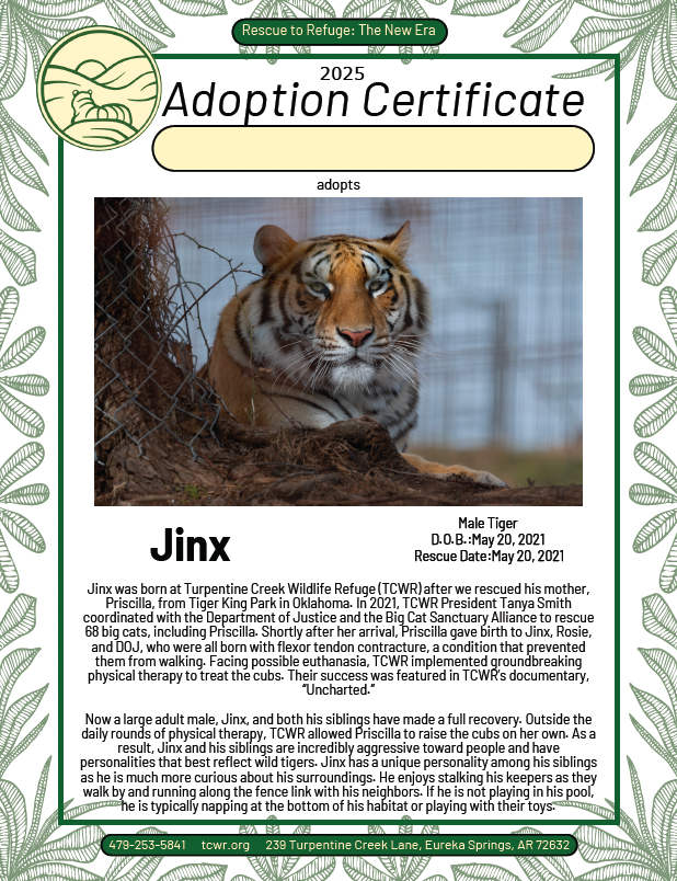 Jinx Tiger Adoption