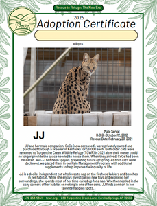 JJ Serval Adoption