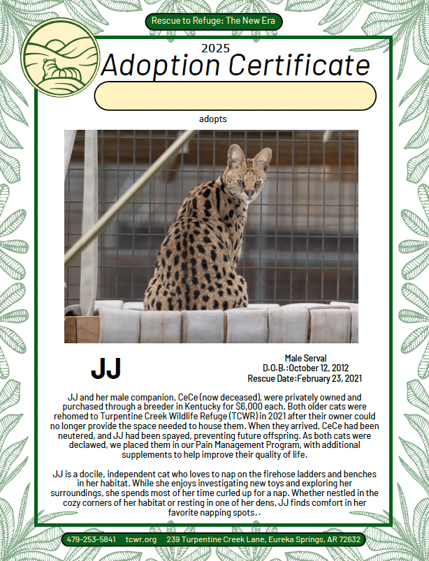 JJ Serval Adoption