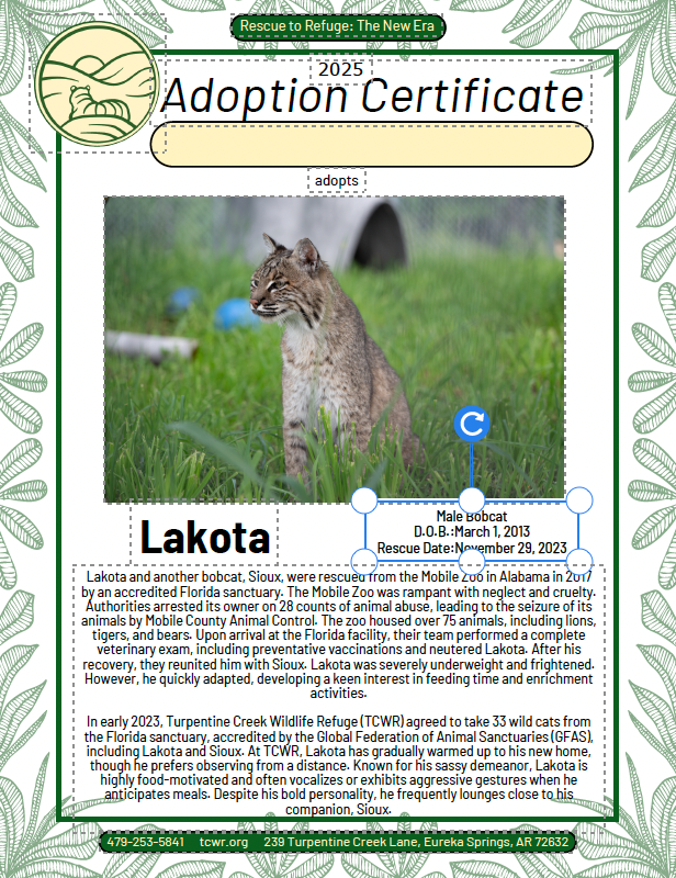 Lakota Bobcat Adoption