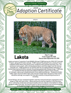 Lakota Ti-liger Adoption