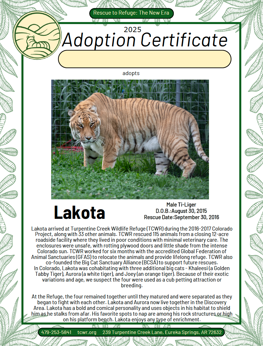 Lakota Ti-liger Adoption