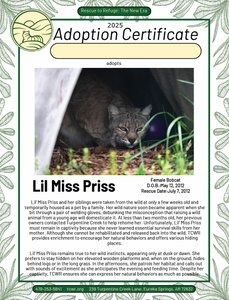 Li'l Miss Priss Bobcat Adoption