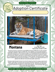 Montana Tiger Adoption