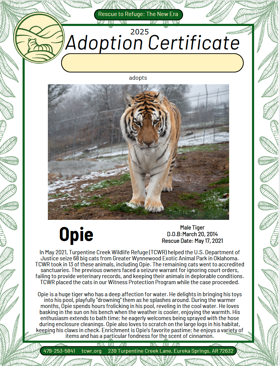 Opie Tiger Adoption