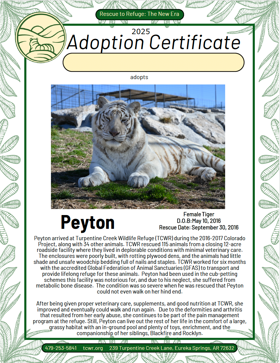 Peyton Tiger Adoption