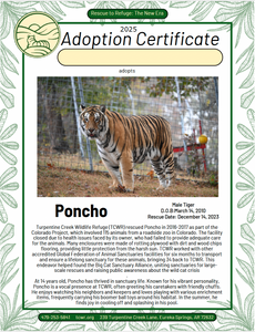 Poncho Tiger Adoption