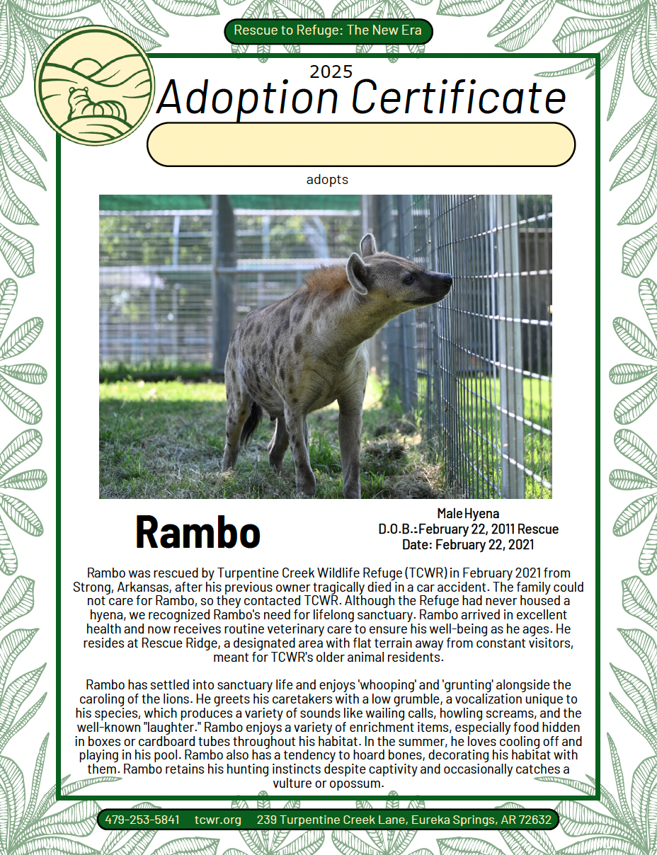 Rambo Hyena Adoption