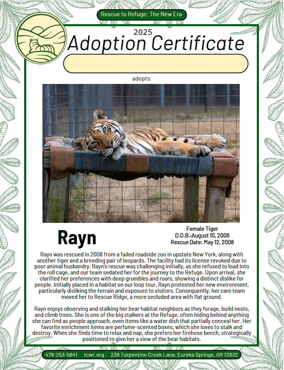 Rayn Tiger Adoption