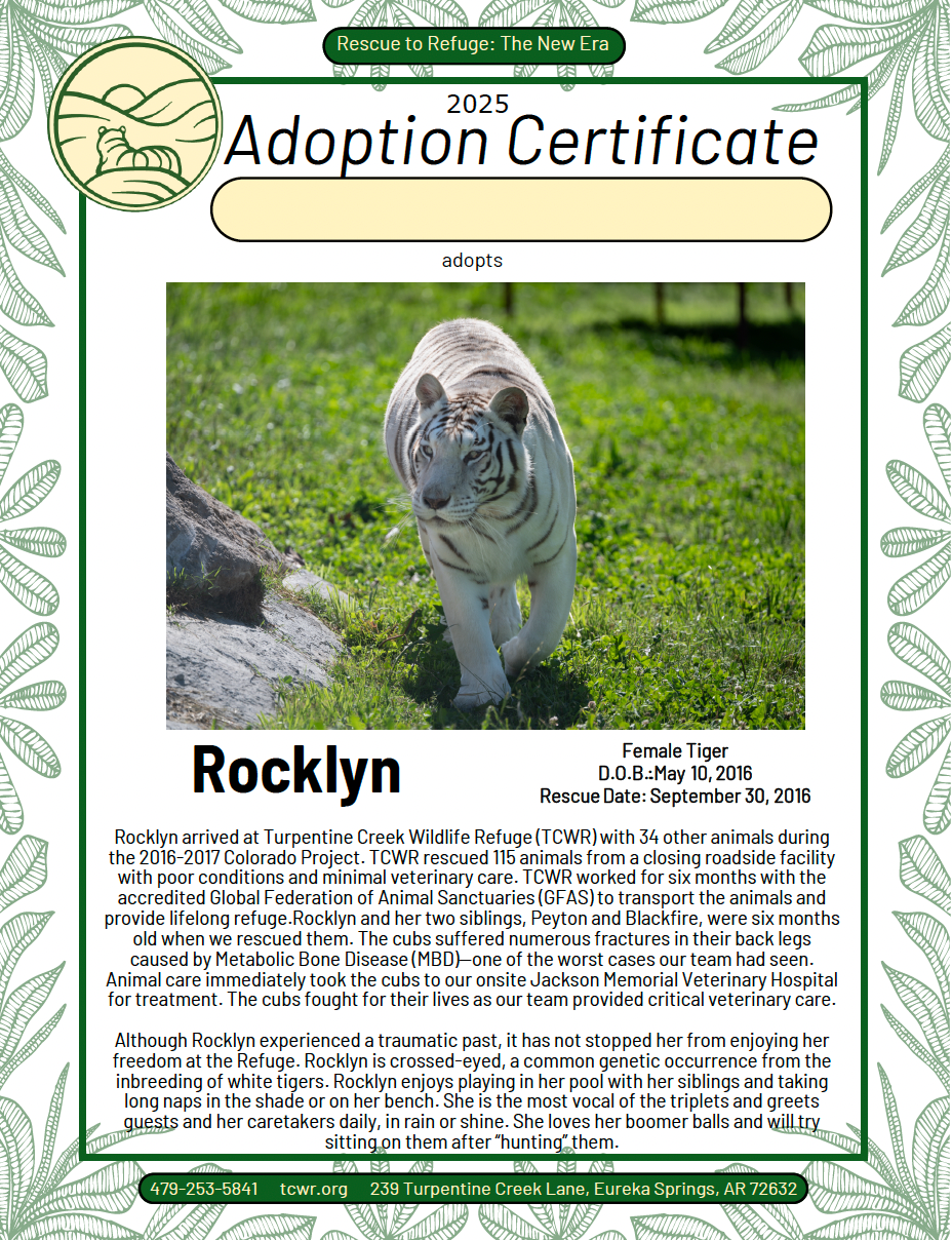 Rocklyn Tiger Adoption