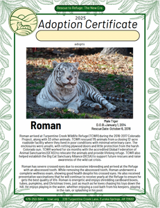 Roman Tiger Adoption