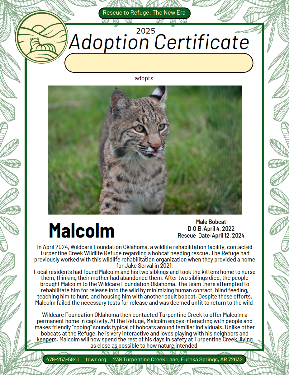 Malcolm Bobcat Adoption