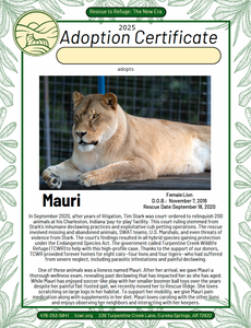 Mauri Lion Adoption