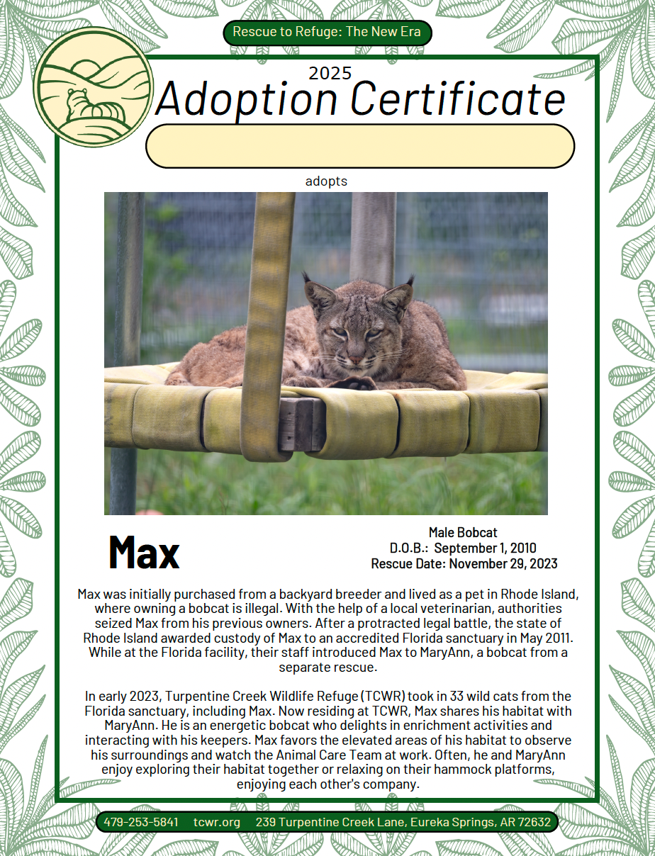 Max Bobcat Adoption