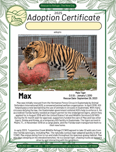 Max Tiger Adoption