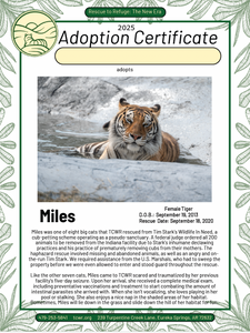 Miles Tiger Adoption