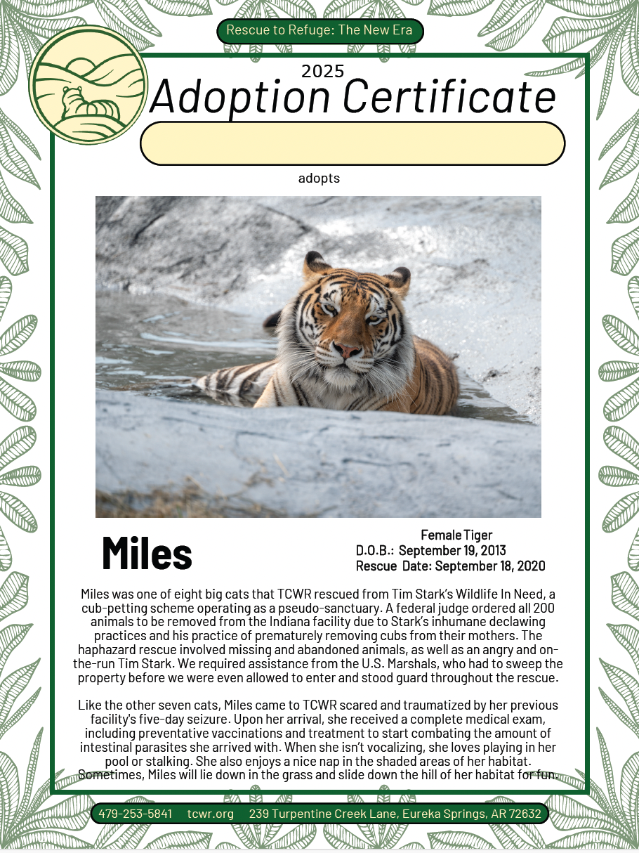 Miles Tiger Adoption