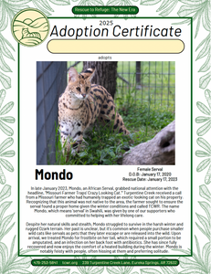 Mondo Serval Adoption