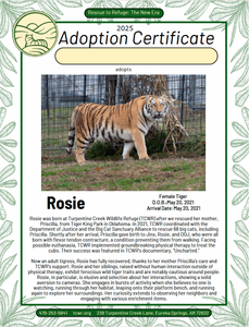 Rosie Tiger Adoption