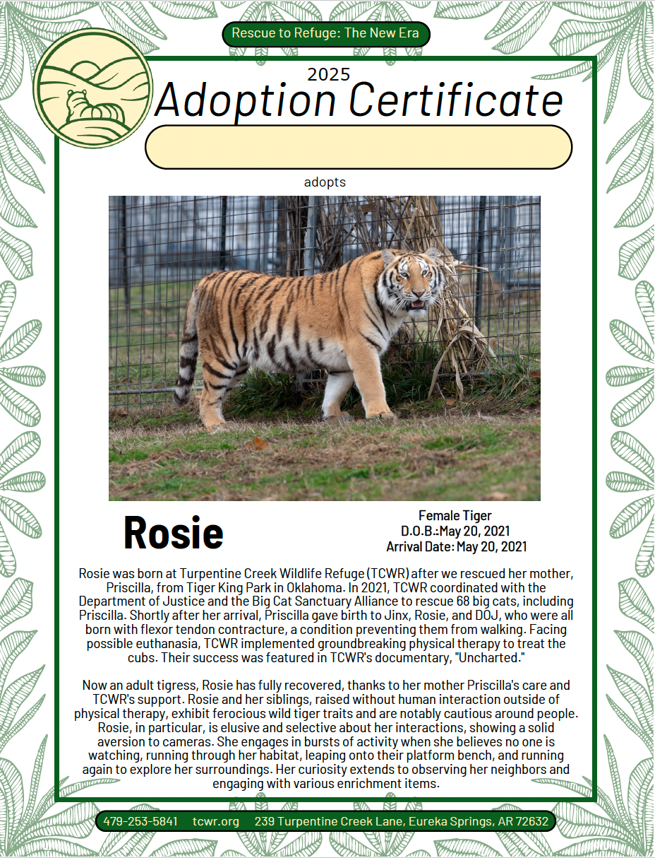 Rosie Tiger Adoption