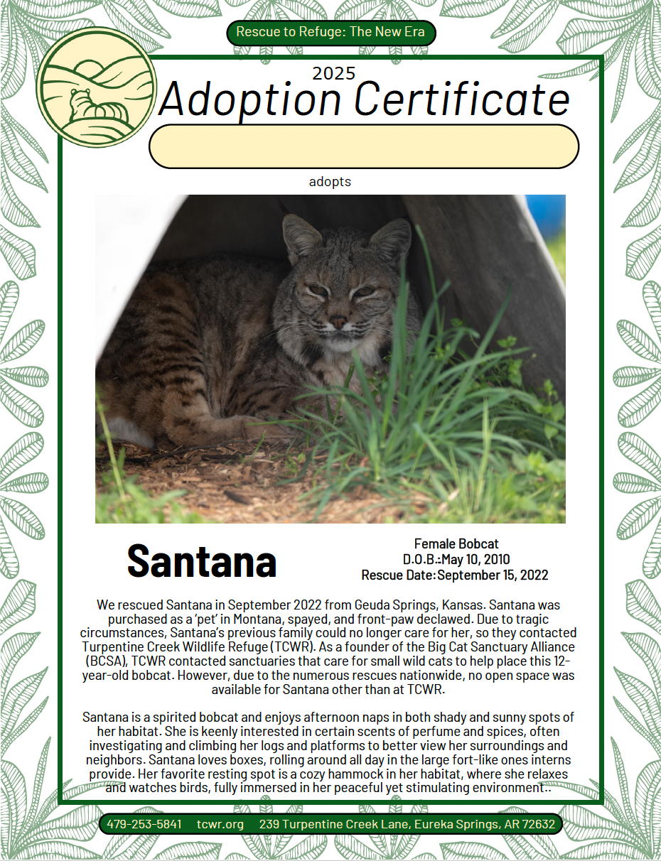 Santana Bobcat Adoption