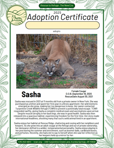 Sasha Cougar Adoption