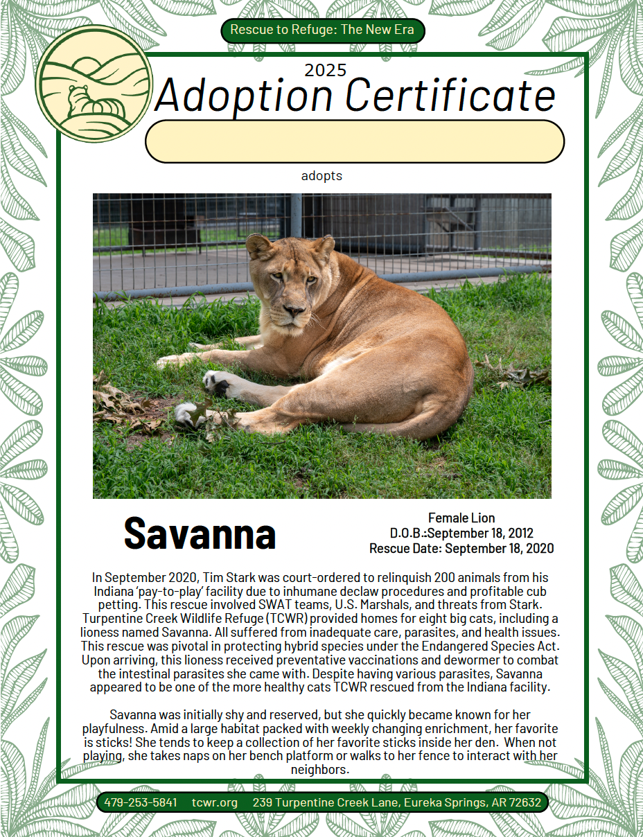 Savanna Lion Adoption