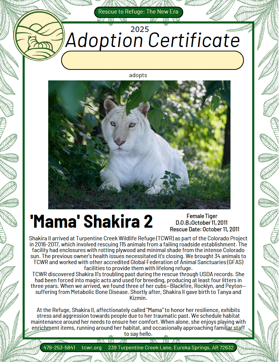 Mama Shakira Tiger Adoption